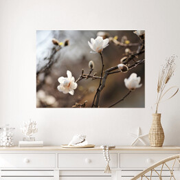 Plakat samoprzylepny Kwitnąca magnolia