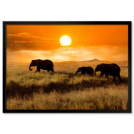 Plakat w ramie Rodzina słoni podczas wieczorengo spaceru
