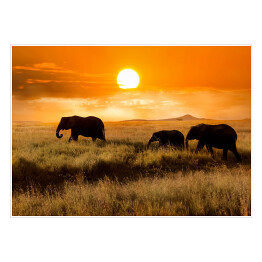 Plakat Rodzina słoni podczas wieczorengo spaceru