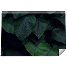 Fototapeta samoprzylepna Tropikalne liście w dżungli