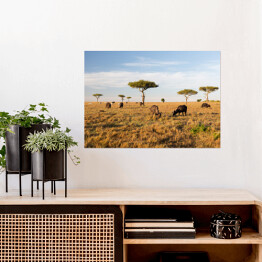 Plakat samoprzylepny Stado bizonów na savannie w Afryce