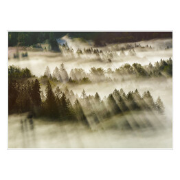 Plakat Promienie słońca nad mglistym lasem