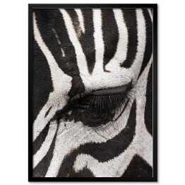 Plakat w ramie Oko zebry