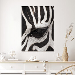 Plakat Oko zebry