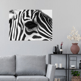 Plakat Zebra w odcieniach szarości