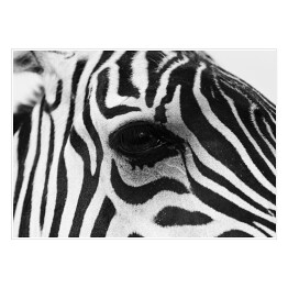 Plakat samoprzylepny Zebra w odcieniach szarości