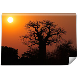 Fototapeta winylowa zmywalna Baobab na tle słońca, Południowa Afryka