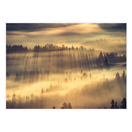 Plakat Słońce przedzierające się przez mgłę w lesie