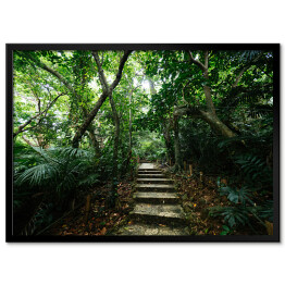 Plakat w ramie Dżungla Ishigakijima - schody wśród drzew