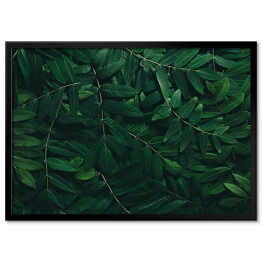 Plakat w ramie Ozdobny układ z ciemnych zielonych liści