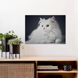 Plakat Uroczy długowlosy bialy kotek na ciemnym tle