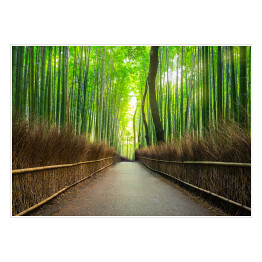 Plakat Bambusowy las Arashiyama w pobliżu Kyoto, Japonia