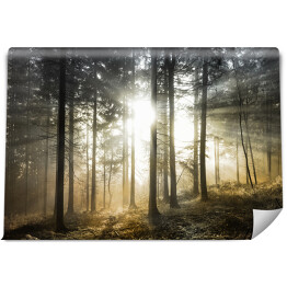 Fototapeta samoprzylepna Jasne magiczne promienie słońca w leśnym krajobrazie. Użyty piękny złoty filtr kolorystyczny.