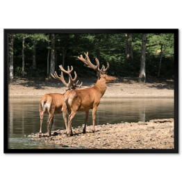 Plakat w ramie Dwa brązowe jelenie przy wodopoju