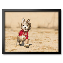 Obraz w ramie Szczenię psa hawańczyka w czerwonym sweterku