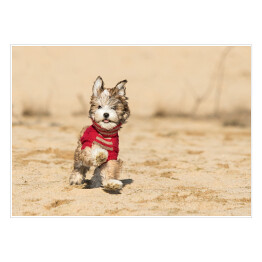 Plakat samoprzylepny Szczenię psa hawańczyka w czerwonym sweterku