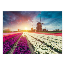 Plakat Słońce za holenderskim wiatrakiem