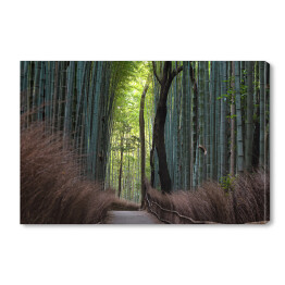Obraz na płótnie Ciemny las bambusowy, Kyoto, Japan