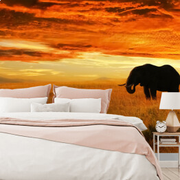 Fototapeta Osamotniony słoń o zachodzie słońca