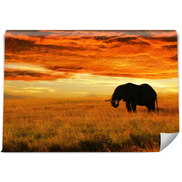 Fototapeta samoprzylepna Osamotniony słoń o zachodzie słońca