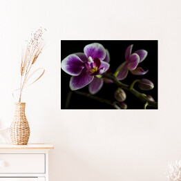 Plakat Duże purpurowe orchidee na gałęzi z rozmytym zielonym liściem w tle