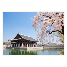 Plakat samoprzylepny Kwitnąca wiśnia przy świątyni