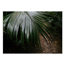 Plakat Dżungla Ishigakijima - zielona roślinność