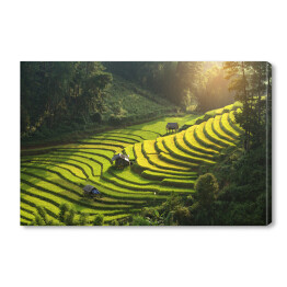 Obraz na płótnie Plantacja ryżu, Wietnam