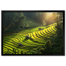 Plakat w ramie Plantacja ryżu, Wietnam