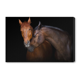 Obraz na płótnie Dwa brązowe konie - portret na czarnym tle
