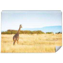 Fototapeta winylowa zmywalna Masajska żyrafa w Kenii, Afryka