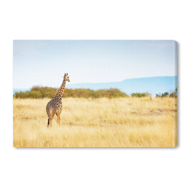 Obraz na płótnie Masajska żyrafa w Kenii, Afryka