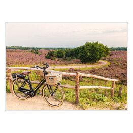Plakat Rower z wiklinowym koszem w Parku Narodowym The Veluwe, Holandia