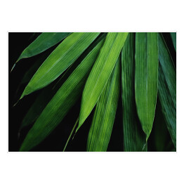 Plakat Liście bambusa