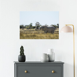 Plakat Słoń wyrzucający wodę w powietrze