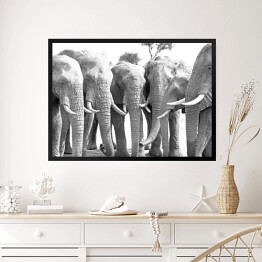 Obraz w ramie Stado słoni ustawionych w prostej linii przy wodopoju 