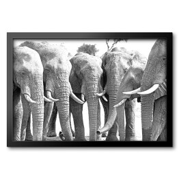 Obraz w ramie Stado słoni ustawionych w prostej linii przy wodopoju 