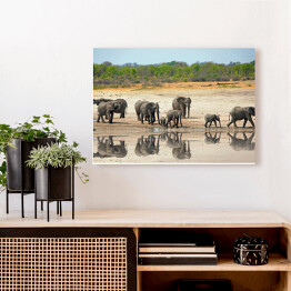 Obraz na płótnie Słonie obok wodopoju w Hwange