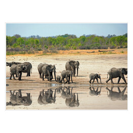 Plakat Słonie obok wodopoju w Hwange