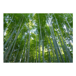 Plakat Góra Kyoto, Japonia - bambusowy las