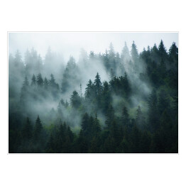 Plakat samoprzylepny Krajobraz z gęstą mgłą w lesie