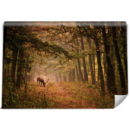 Fototapeta winylowa zmywalna Czerwony jeleń w lesie