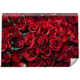 Fototapeta samoprzylepna Rozłożone kwitnące czerwone róże 