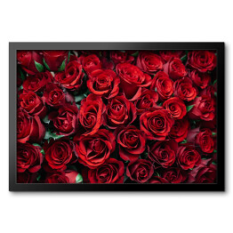 Obraz w ramie Rozłożone kwitnące czerwone róże 
