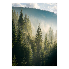 Plakat Widok na las i góry o poranku