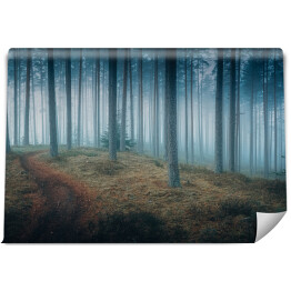 Fototapeta winylowa zmywalna Ciemny mroczny las we mgle