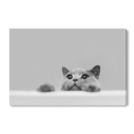 Obraz na płótnie Mały szary kot na popielatym tle