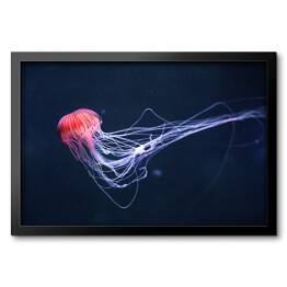 Obraz w ramie Meduza w intensywnych kolorach na niebieskim tle