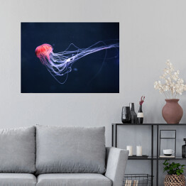Plakat samoprzylepny Meduza w intensywnych kolorach na niebieskim tle