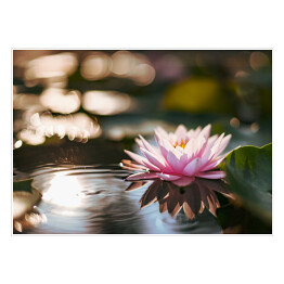 Plakat Różowy kwiat lotosu na powierzchni wody